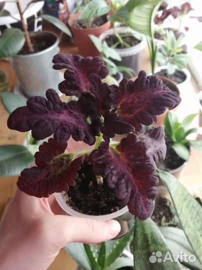 Колеус Black Dragon