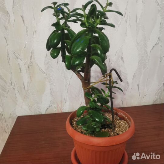 Комнатные цветы