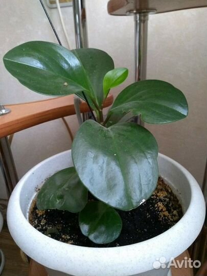 Комнатные растения