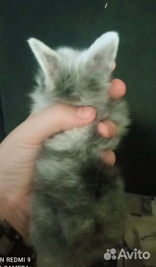 Декоративные кролики