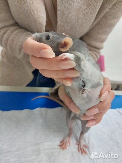 Круглосуточная экстренная ветеринарная помощь