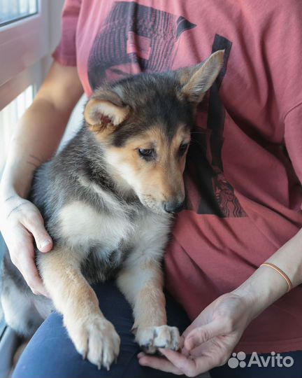 Девочка Маруся, щенок