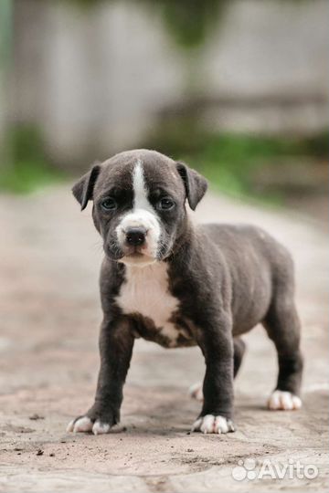 Щенки амстаффа