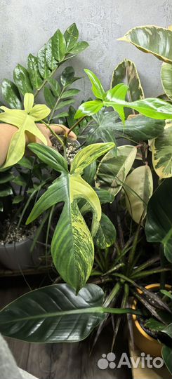 Филодендрон