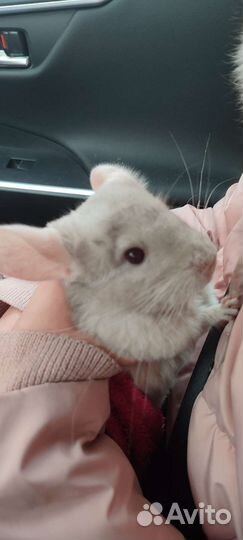 Шиншилла