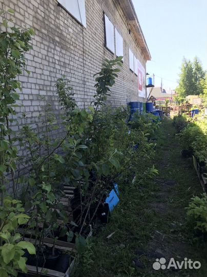 Саженцы плодовых деревьев