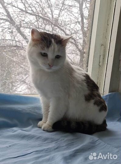 Кошки в добрые руки бесплатно