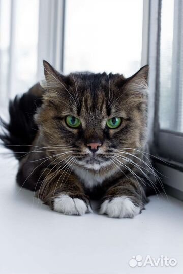 Кот Рыжик и кошка Муся