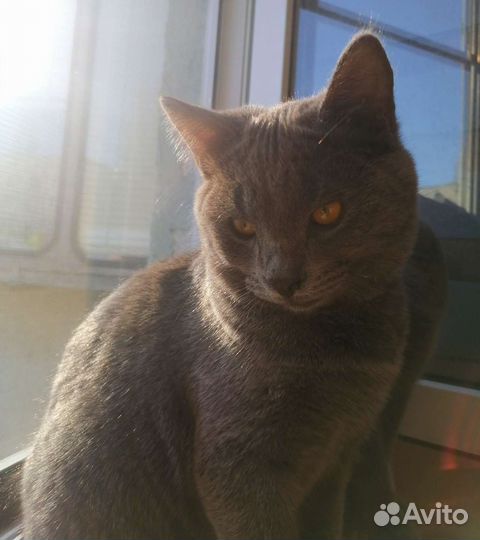 Вязка британец