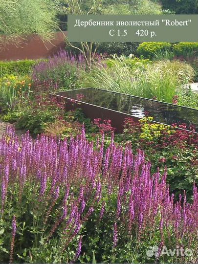 Многолетние растения. Цветы. Злаки. зкс