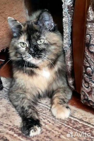 Добрая И спокойная кошечка ищет свою семью