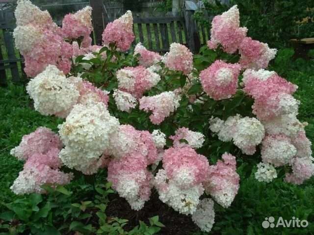 Гортензия метельчатая