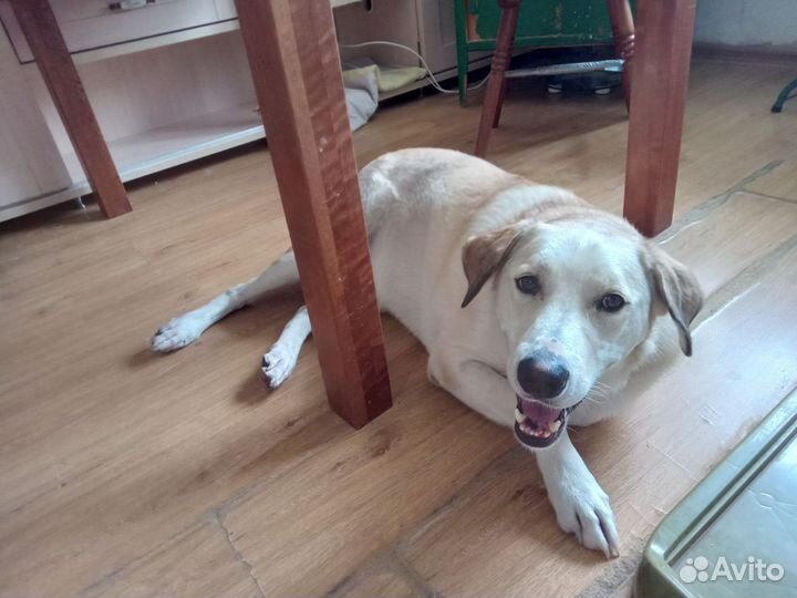 Помесь Лабрадора