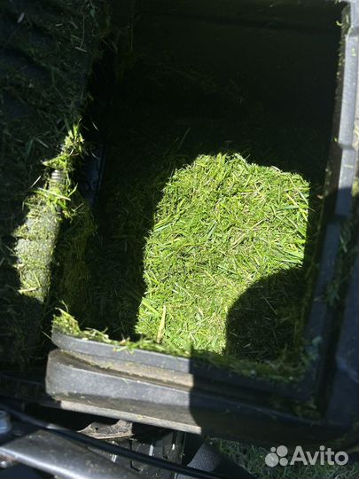 Газонная трава