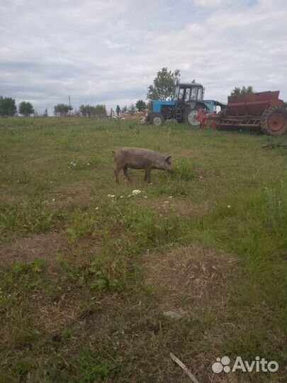 Поросята Дюрок, мангалица, ландрас