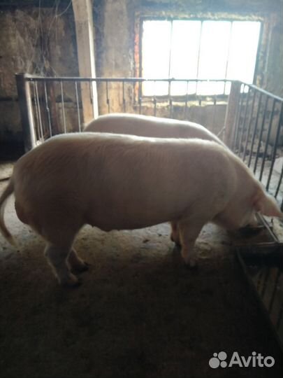 Хряк на племя