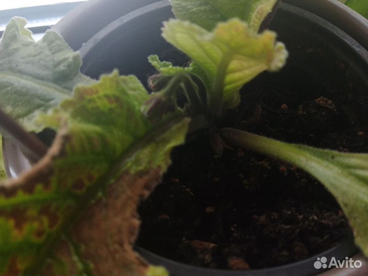 Криптокарпус