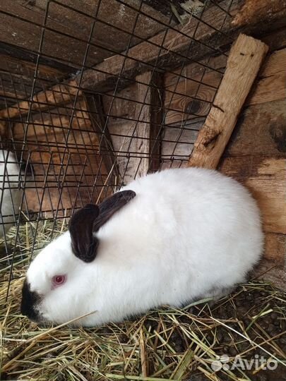 Калифорнийские кролики