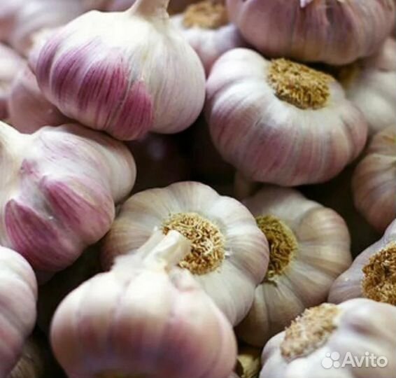Чеснок домашний