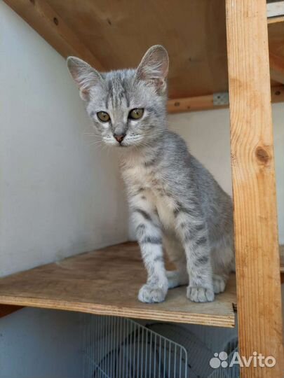 Очень красивый котенок девочка,2.5 мес