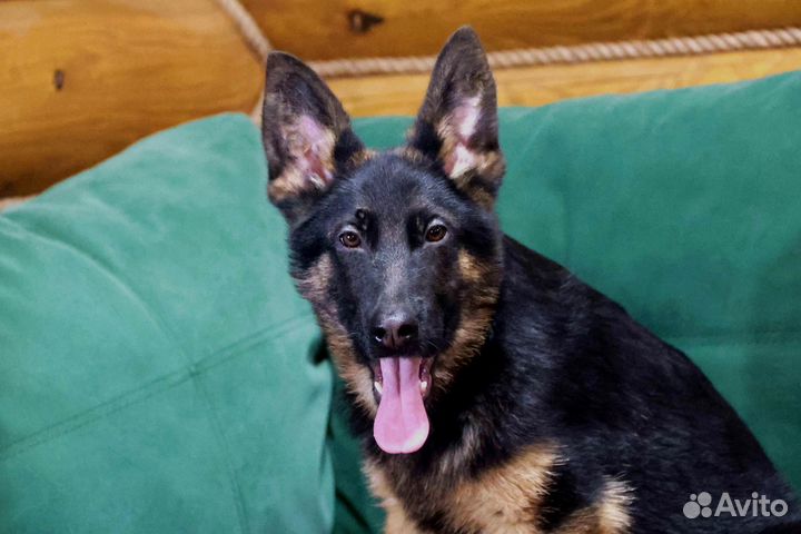 Красивый черномасочный мальчуган