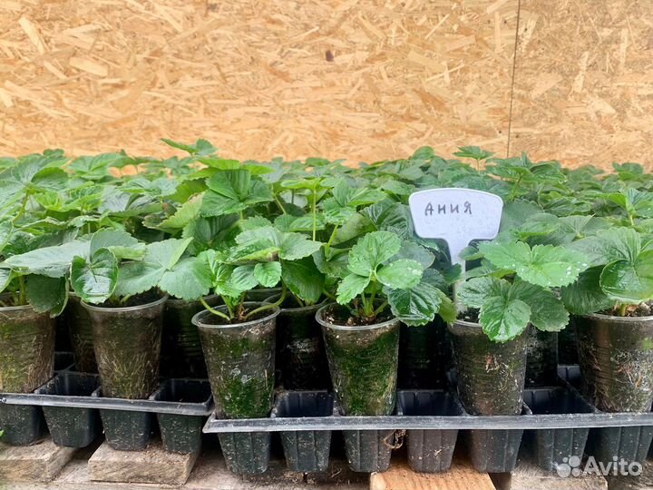 Рассада ремонтантной и летней клубники