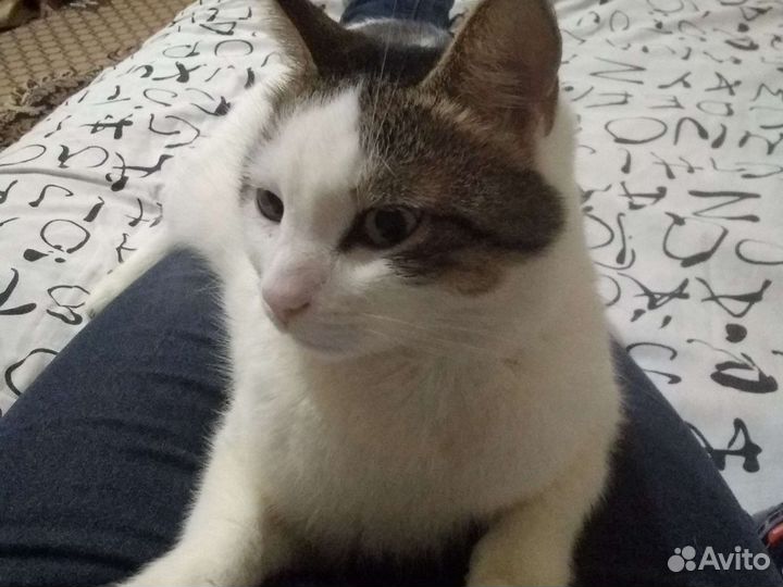 Кот в добрые руки