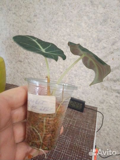 Алоказия блэк вельвет