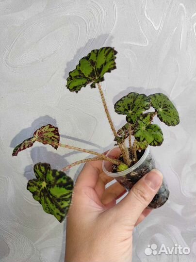 Бегония Тигровая