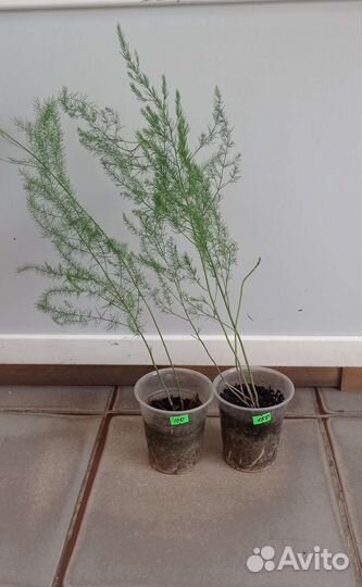 Спаржа, ëлочка для букета