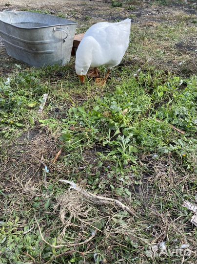 Чувашские племенные гуси пара