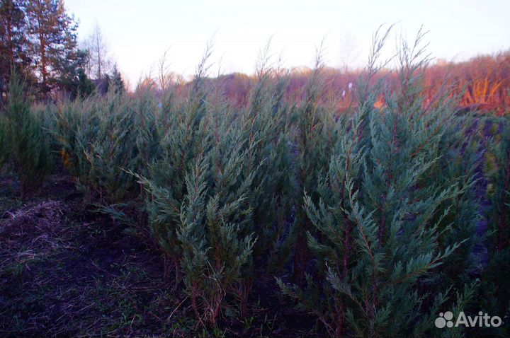 Туи, можжевельники