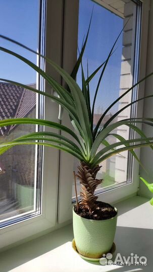 Пальма панданус (винтовое дерево)