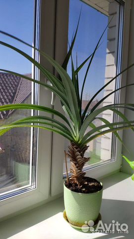 Пальма панданус (винтовое дерево)