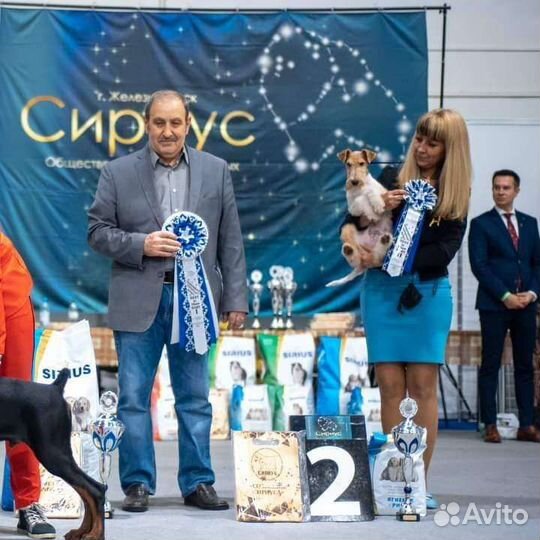 Щенки фокстерьера