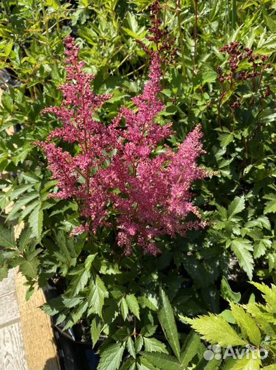 Астильба в Ассортименте