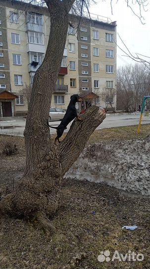 Такса опытный пёс для вязки