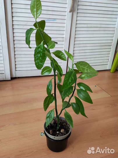 Комнатное растение (1)