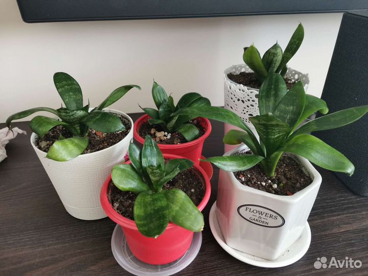 Сансевиерия ханни