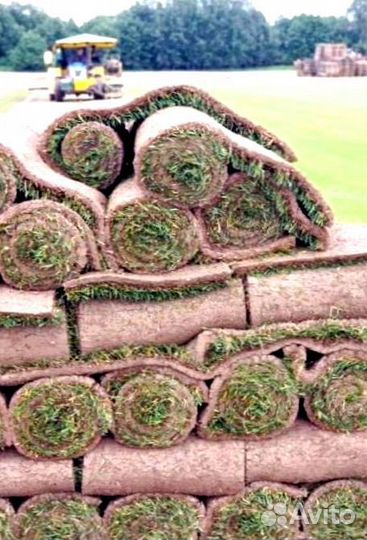 Рулонный газон 