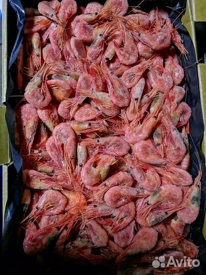 Креветка северная