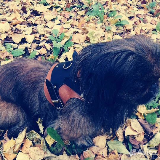 Шлейка для собак