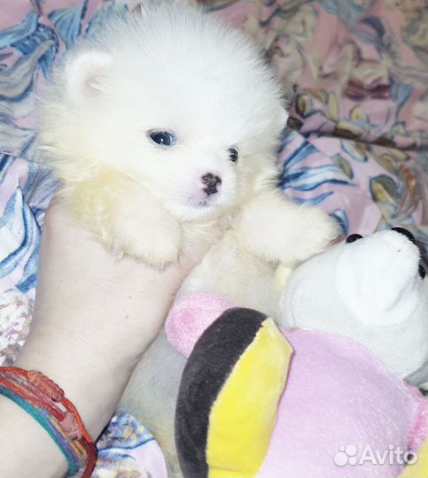 Белоснежная минюшечка малышка медвежонок,доставка