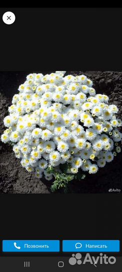 Хризантема мультифлора