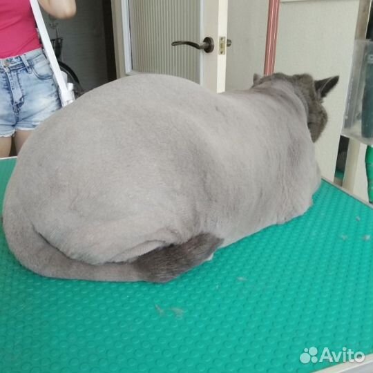Профессиональная стрижка собак и кошек