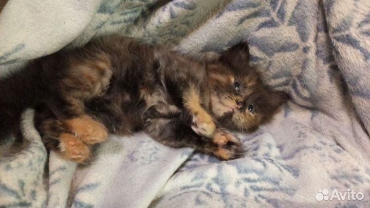 Кошка Чиназес