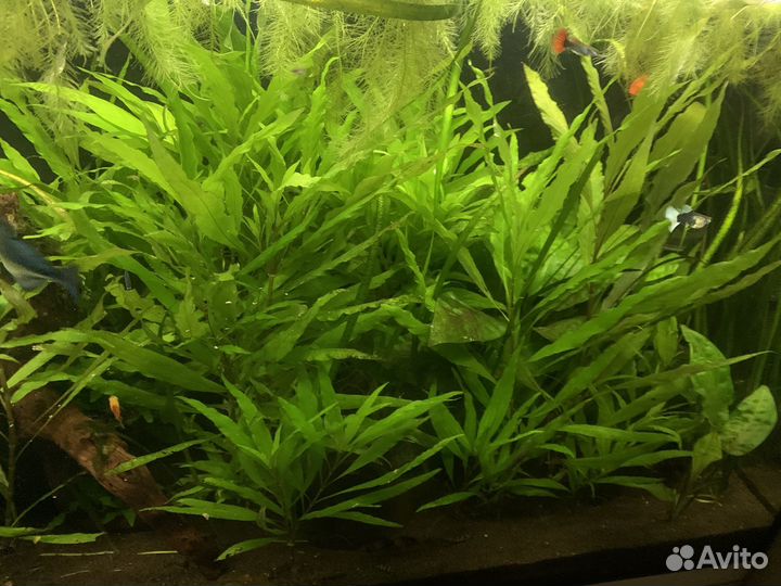 Пистия и лимонник