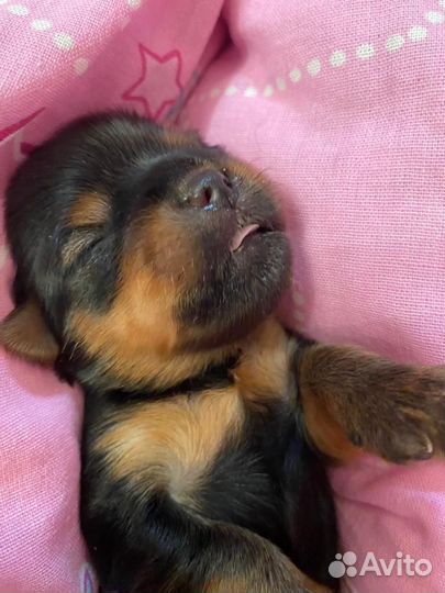 Йоркширский терьер мини щенки