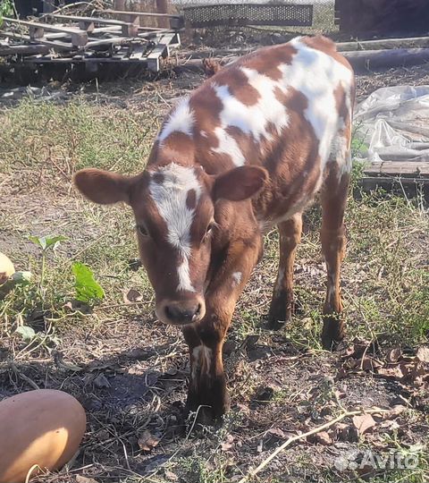 Бычок и телка