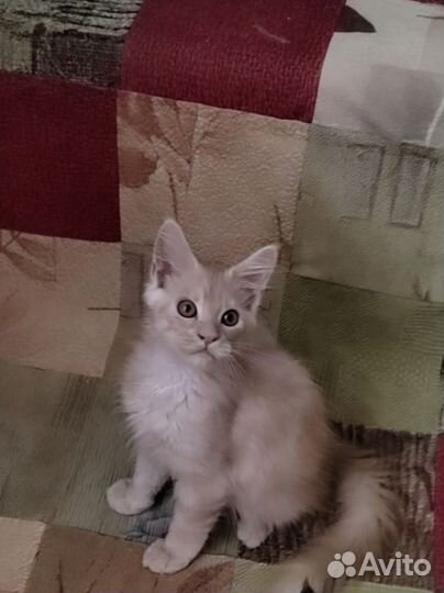 Котята мейн-кун